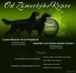 Gordon Setter puppies