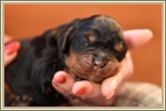 Gordon Setter puppies