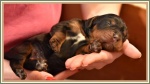 Gordon Setter puppies