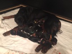 Gordon Setter puppies with pedigree