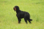 Gordon Setter puppies with pedigree