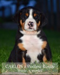 Greater Swiss Mountain Dog – puppies with pedigree