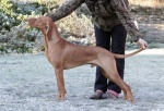 Hungarian Vizsla shorthaired puppies FCI