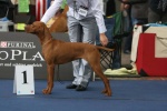 Hungarian Vizsla shorthaired puppies FCI