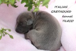 Italian Greyhound 