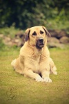 Kangal