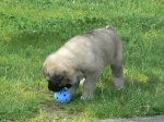 Kangal dog