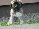 Kangal dog