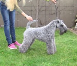 Kerry blue terrier