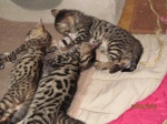 kocięta bengalskie 2