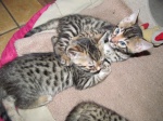 kocięta bengalskie 3