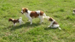 Kooikerhondje