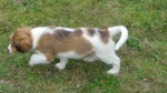 Kooikerhondje