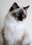 Kotka ragdoll dorosła Daisy
