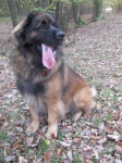 Leonberger male dog for mating