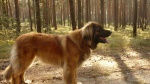 Leonberger puppies