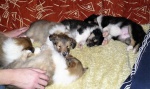 Long haired Collie, gold and tricolor puppies