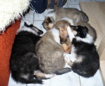 Long haired Collie, gold and tricolor puppies