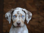 Louisiana leopard dog with pedigreee
