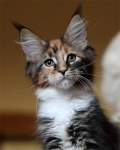 Maine Coon