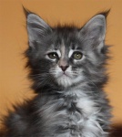 Maine Coon