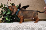 Miniauture Dachshund 