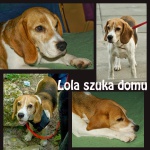 młoda lola