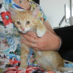 Mniszek, Rumianek i Szałwia