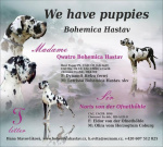 Niemiecki dog- plamiaste i czarne szczenięta