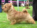 norfolk terrier 4,5 m-ca