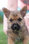 Norwich terrier