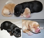 Offer: Hovawart puppies with pedigree - available 01/2017