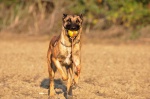 Owczarek belgijski Malinois