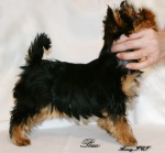 Paco pozycja wystawowa