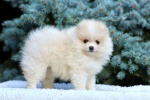 Pomeranian puppies with pedigree