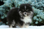 Pomeranian puppies with pedigree