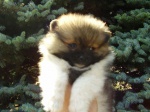 Pomeranian / Szpic
