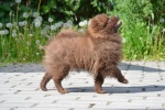 Pomeranian with pedigree