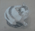 Portret Kota na szarym kartonie