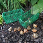 Prostokątny koszyk do sadzenia cebul