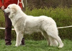 Pyrenean mountain dog - puppies