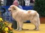 Pyrenean mountain dog - puppies