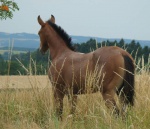 QH stallion 