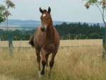 QH stallion 