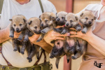 Rezerwacje szczeniąt czechosłowackiego wilczaka