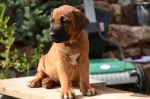 Rhodesian Ridgeback FCI puppies taking August 2017