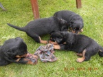 RTW - Rottweiler