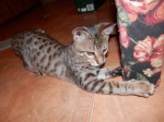 Savannah pure breed kittens 