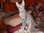Savannah pure breed kittens 