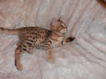 Savannah pure breed kittens F5 SBT